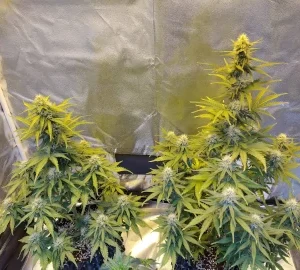 Royal Queen 10 seeds