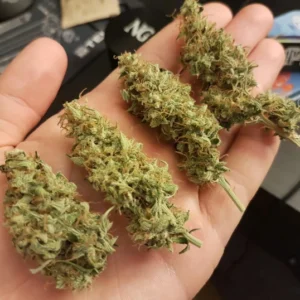 Buy Premium OG Kush 5g